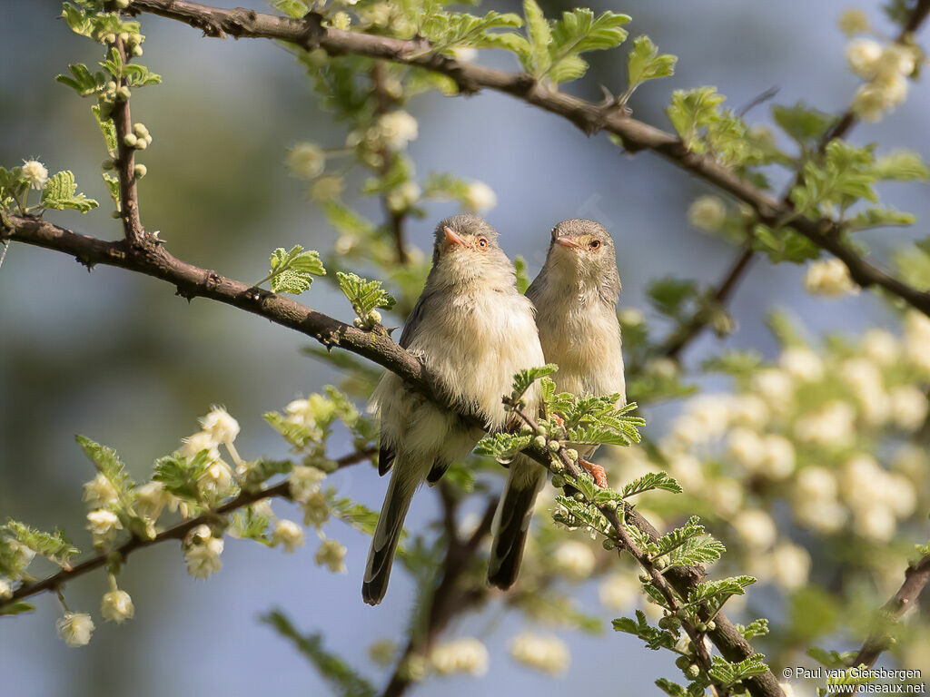 Buff-bellied Warbleradult