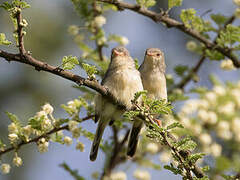 Buff-bellied Warbler