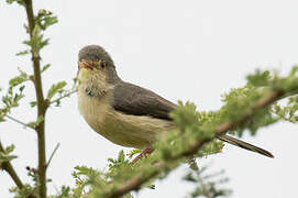 Buff-bellied Warbler