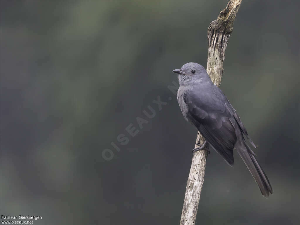 Dusky Pihaadult, identification