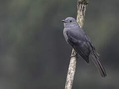 Dusky Piha