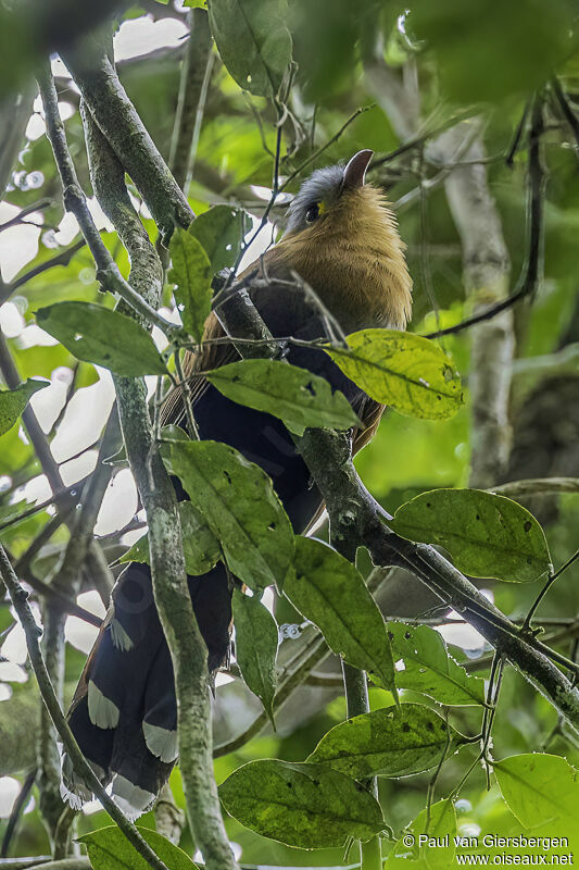 Black-bellied Cuckooadult