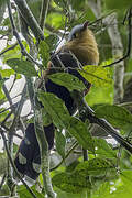 Black-bellied Cuckoo