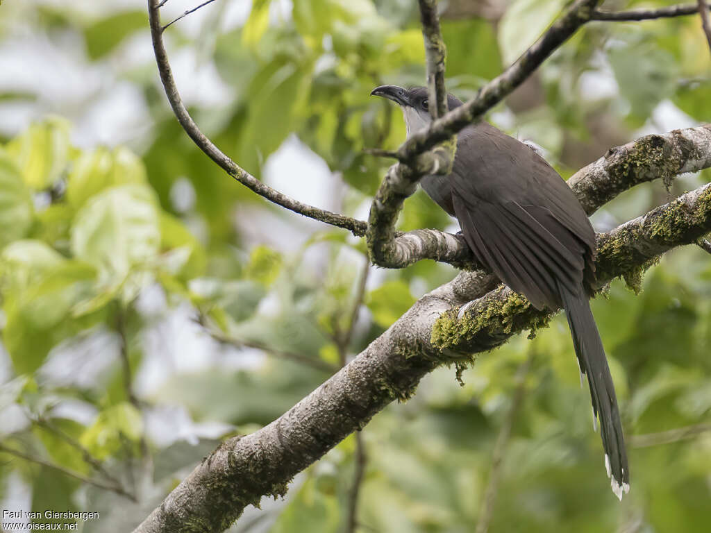 Piaye de pluieadulte, identification