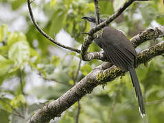 Chestnut-bellied Cuckoo