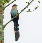 Squirrel Cuckoo