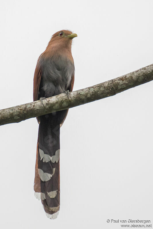 Squirrel Cuckooadult