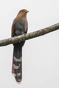 Squirrel Cuckoo