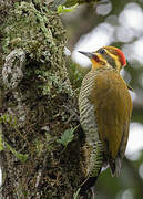 Yellow-browed Woodpecker