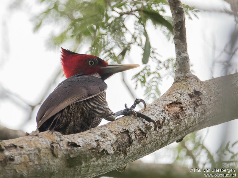 Pale-billed Woodpecker