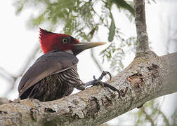 Pale-billed Woodpecker