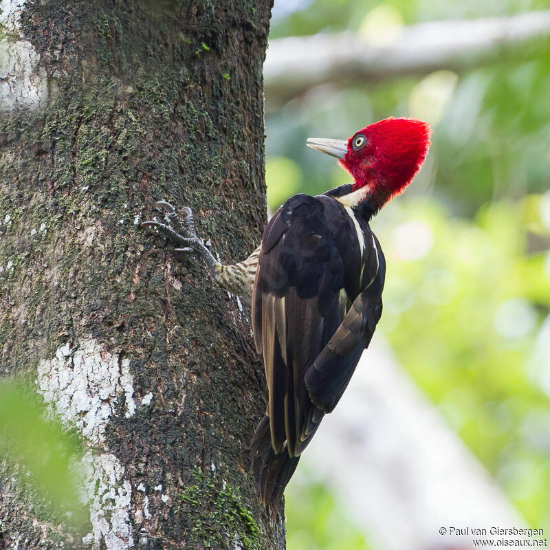 Pale-billed Woodpecker