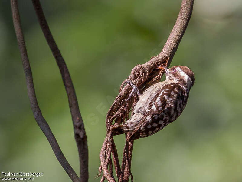 Brown-capped Pygmy Woodpecker female adult, feeding habits