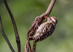 Brown-capped Pygmy Woodpecker