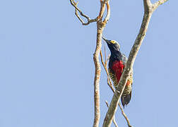 Yellow-tufted Woodpecker