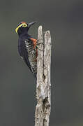 Yellow-tufted Woodpecker