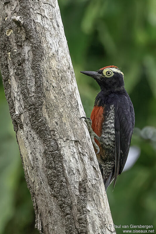 Yellow-tufted Woodpeckeradult