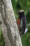 Yellow-tufted Woodpecker