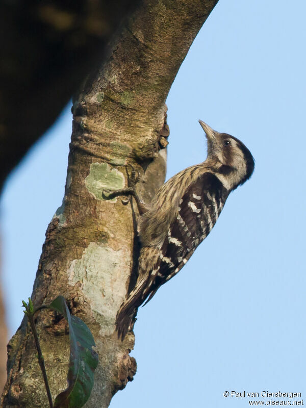 Grey-capped Pygmy Woodpeckeradult