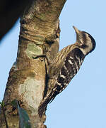 Grey-capped Pygmy Woodpecker