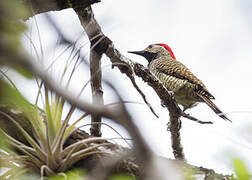 Black-necked Woodpecker