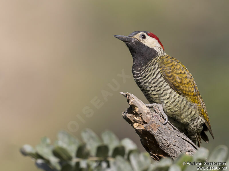 Black-necked Woodpeckeradult