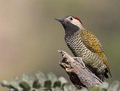 Black-necked Woodpecker