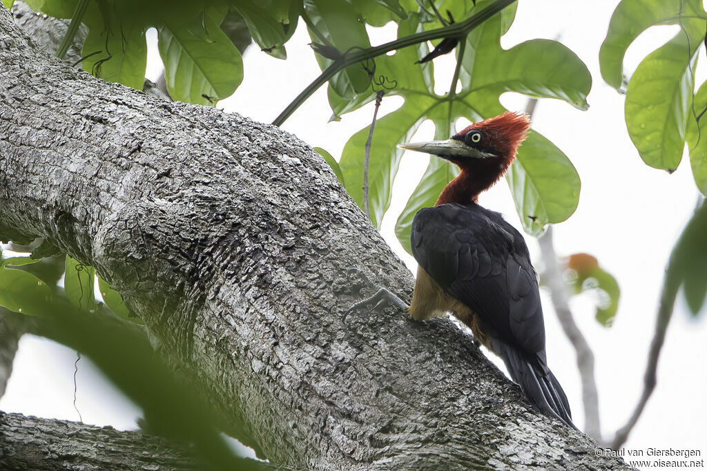 Red-necked Woodpeckeradult