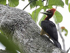 Red-necked Woodpecker