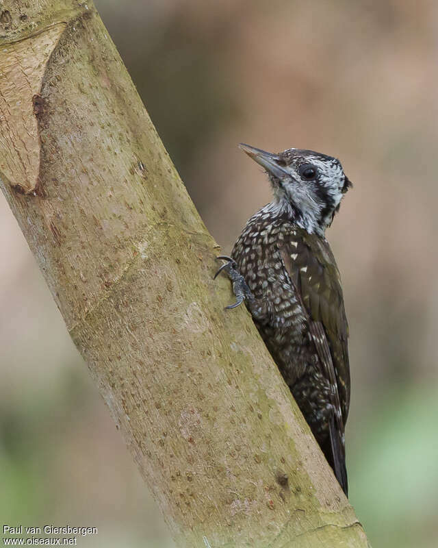 Yellow-crested Woodpecker female adult, identification