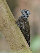 Yellow-crested Woodpecker