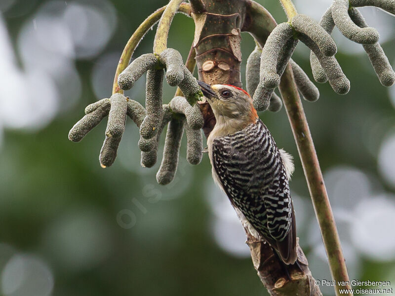 Red-crowned Woodpecker