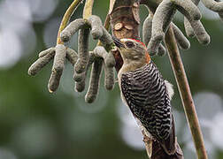 Red-crowned Woodpecker