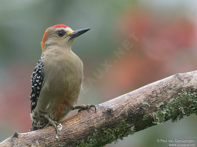 Red-crowned Woodpecker male adult