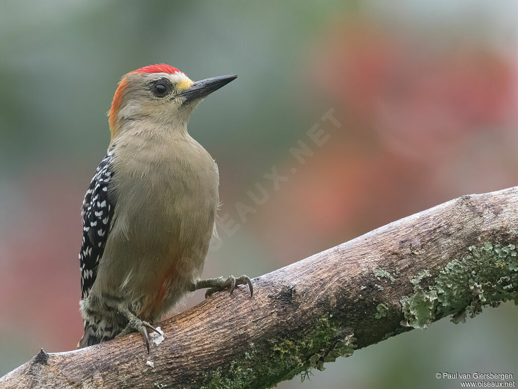 Red-crowned Woodpecker male adult