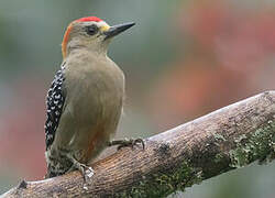 Red-crowned Woodpecker