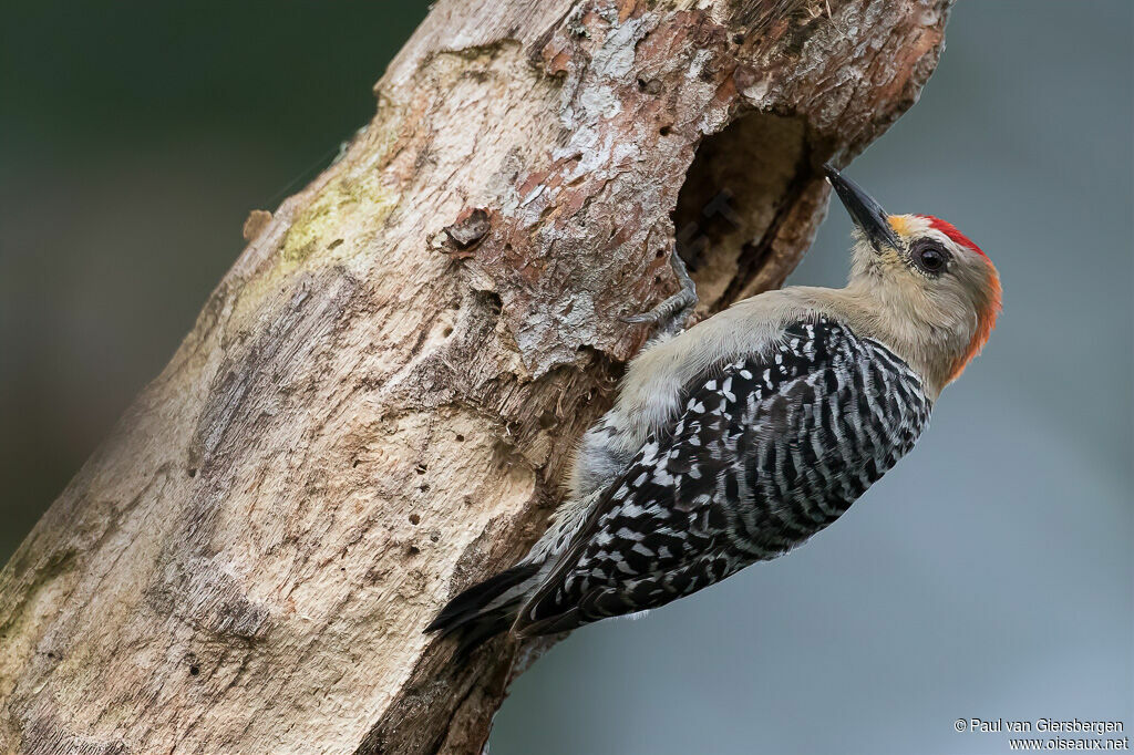 Red-crowned Woodpecker male adult