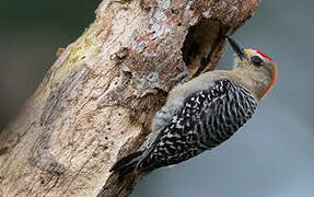 Red-crowned Woodpecker