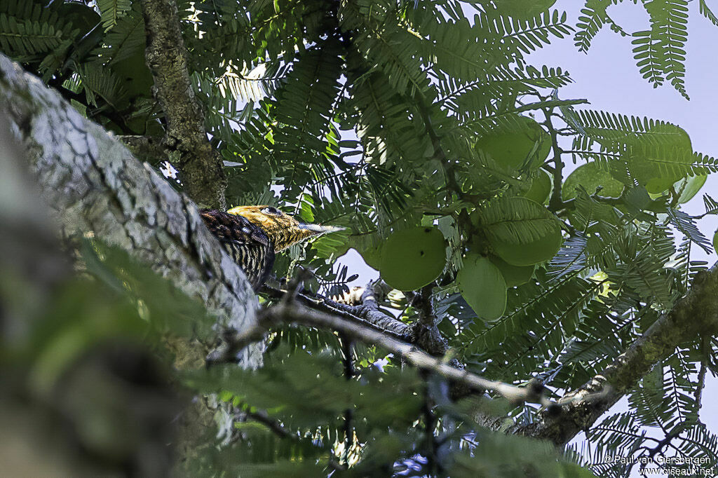 Ringed Woodpecker female adult