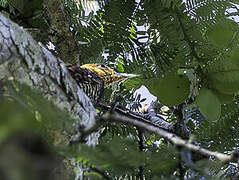 Ringed Woodpecker