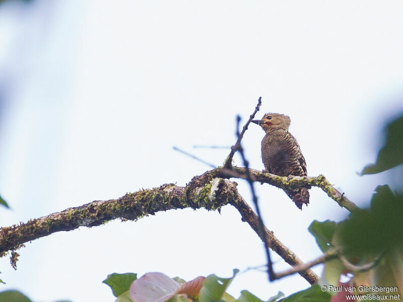 Buff-rumped Woodpecker male adult