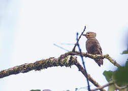 Buff-rumped Woodpecker