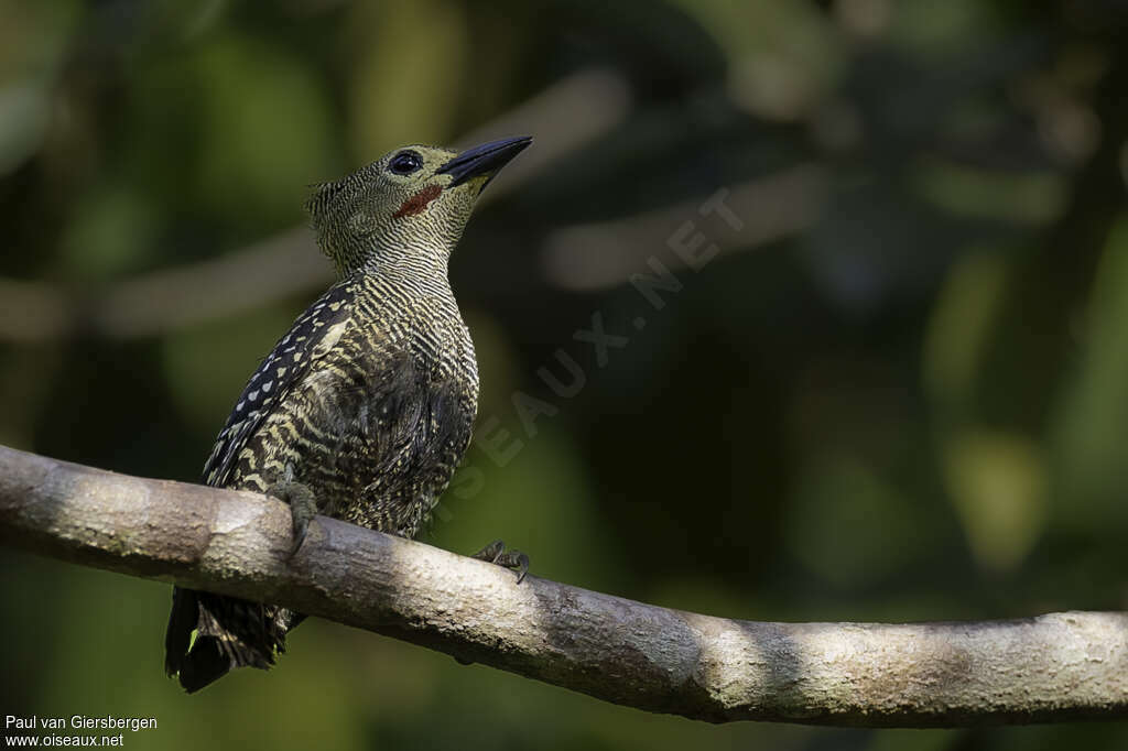 Buff-rumped Woodpecker male adult