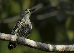 Buff-rumped Woodpecker