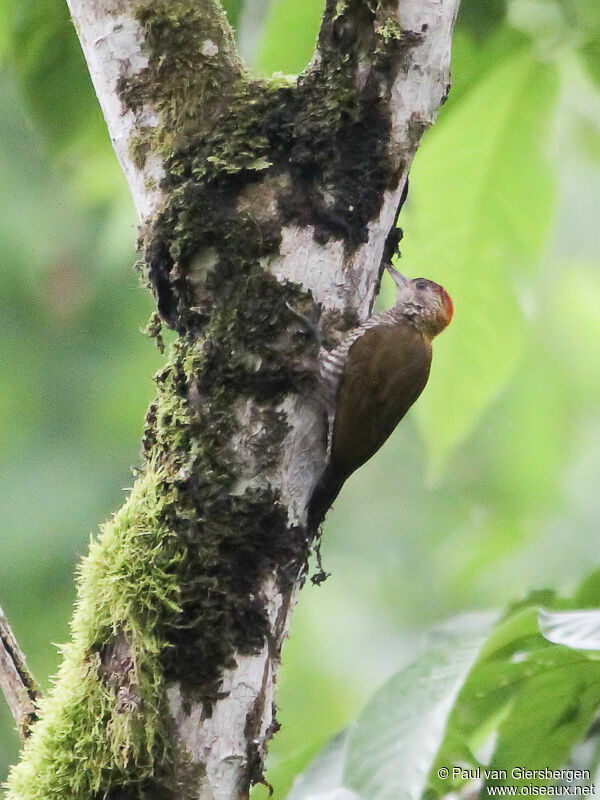 Red-rumped Woodpecker