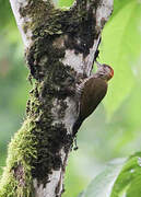 Red-rumped Woodpecker