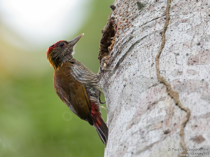 Red-rumped Woodpeckeradult