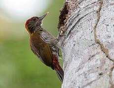 Red-rumped Woodpecker