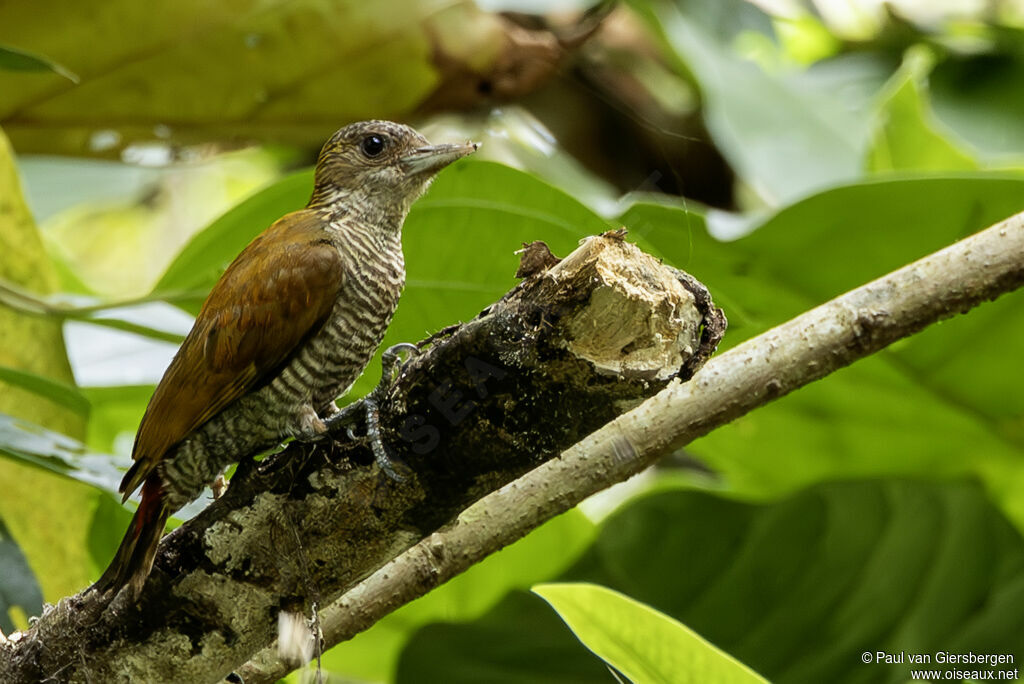 Pic à croupion rougeadulte