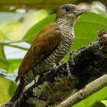 Pic à croupion rouge